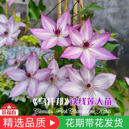 藤本皇后铁线莲盆栽花苗钻石