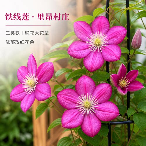 景福春里昂村庄铁线莲丰花耐寒