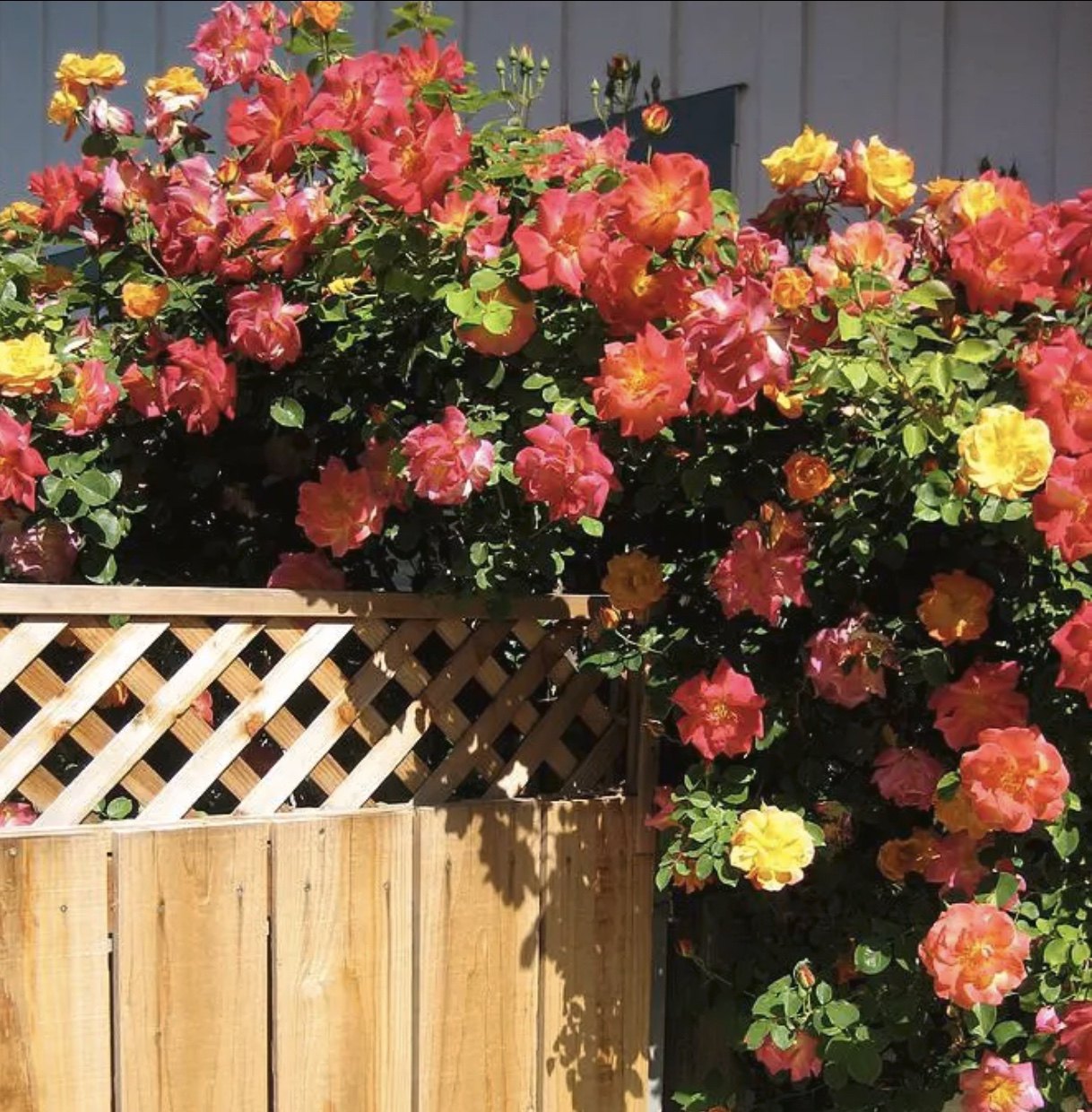 藤彩虹藤本月季花苗庭院爬藤阳台植物花卉滕彩虹四季开花