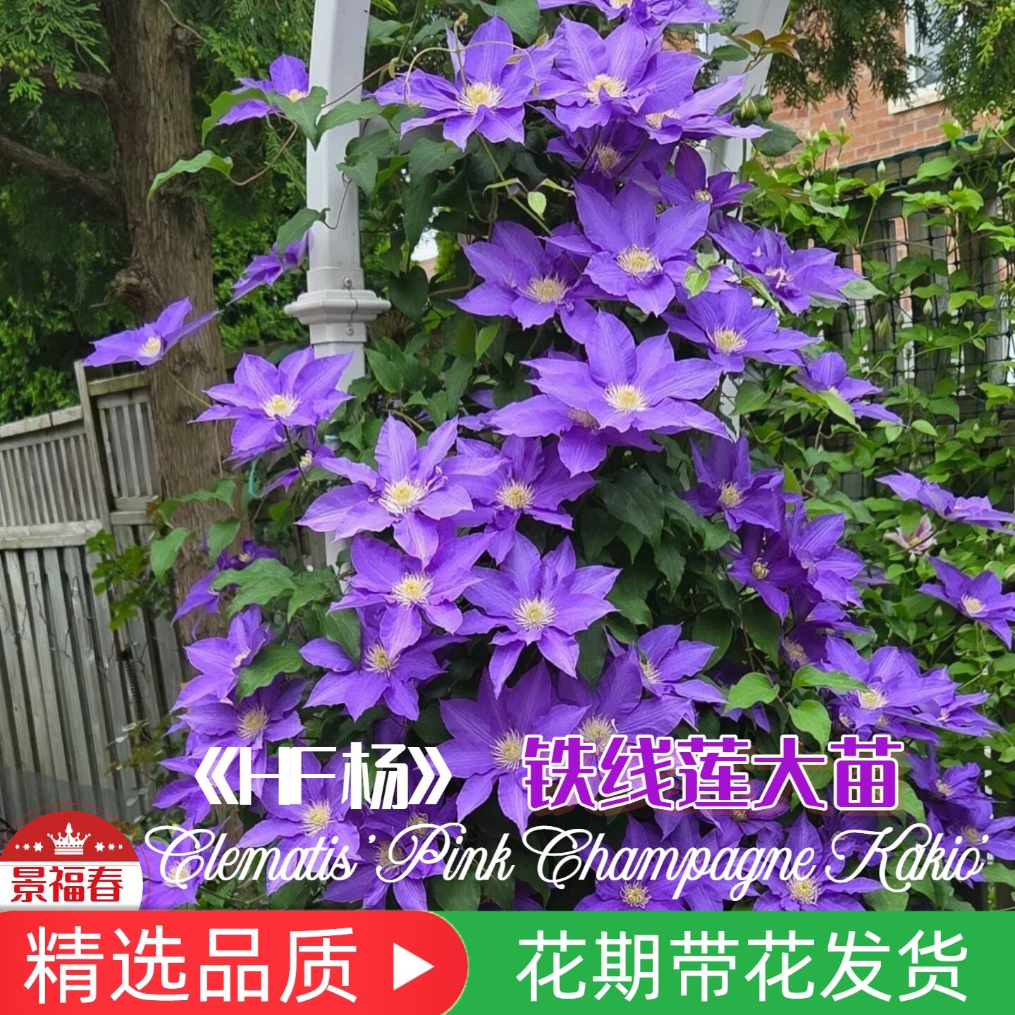 景福春2加铁线莲HF杨早花大花二类爬藤攀援庭院花苗半重瓣多季花,鲜花速递/花卉仿真/绿植园艺,时令草本花卉,淘宝优惠券,粉丝福利购,淘宝优惠卷