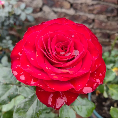 高原红玫瑰大苗盆栽多季开