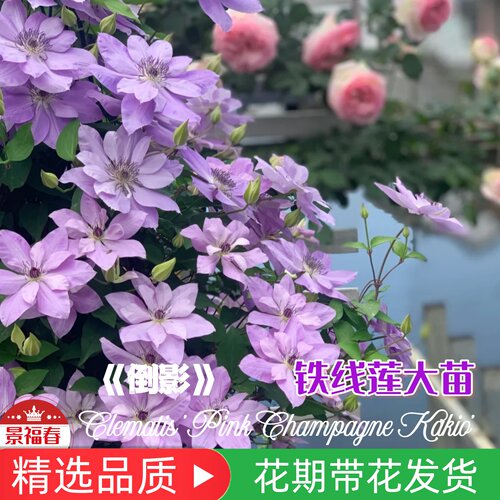 倒影铁线莲重瓣大花藤本勤花