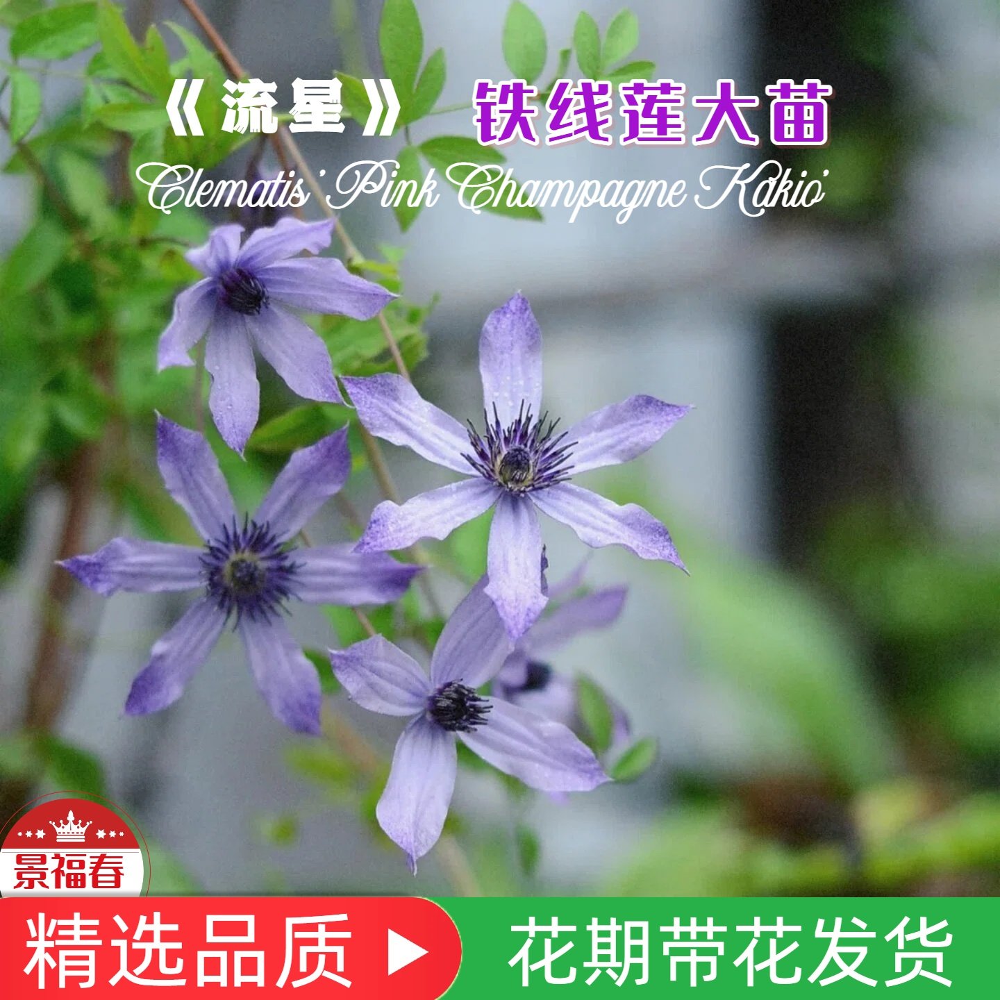 景福春铁线莲流星藤本皇后爬藤花卉庭院阳台多季勤花耐热热易养苗,鲜花速递/花卉仿真/绿植园艺,时令草本花卉,淘宝优惠券,粉丝福利购,淘宝优惠卷