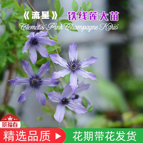 铁线莲流星藤本勤花爆花阳台庭院