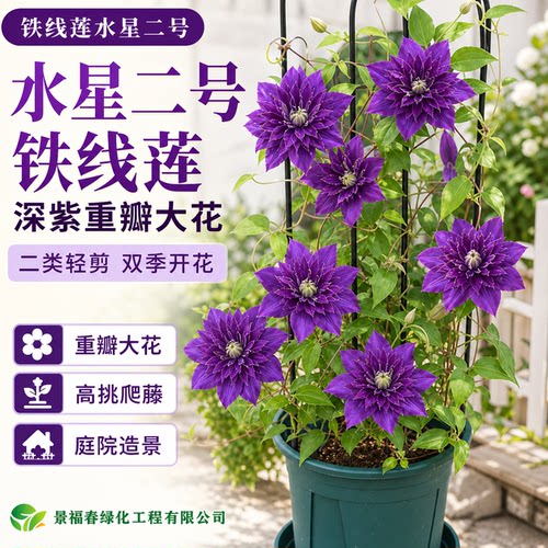 铁线莲水星二号精品藤本爬藤花卉庭院阳台盆栽观花植物花苗绿植苗