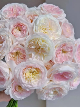 凯拉奥斯汀切花玫瑰粉色大花月季花苗开不温度高会变白色带土发货