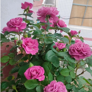 冥王星月季花大苗阳台微月暗紫色浓香多季开花卉玫瑰花盆栽绿植物