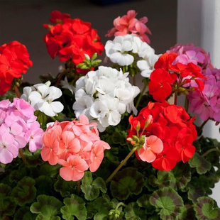 天竺葵盆栽花苗大全多季花卉多季开花不断带花苞发货大花重瓣易活
