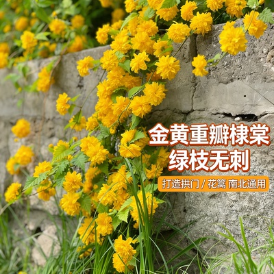 重瓣棣棠花苗耐荫爬藤耐寒庭院
