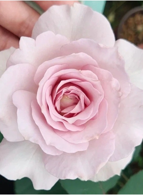 淡紫色清新 新浪潮(New Wave) 日本月季/ HT切花偶尔开复古色浓香