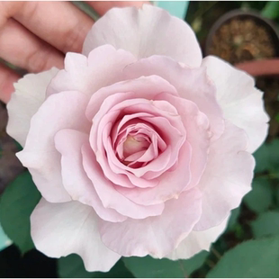 淡紫色清新 新浪潮(New Wave) 日本月季/ HT切花偶尔开复古色浓香