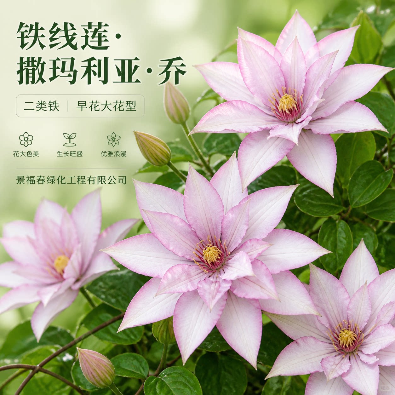 铁线莲撒玛利亚乔早花大花组二类轻剪浅紫单瓣爆花耐寒耐热耐半阴