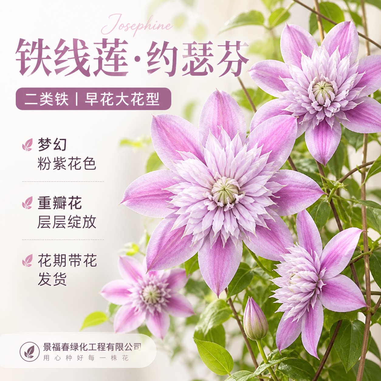 景福春约瑟芬铁线莲经典早花大花型四季开花耐寒好养阳台爬藤植物