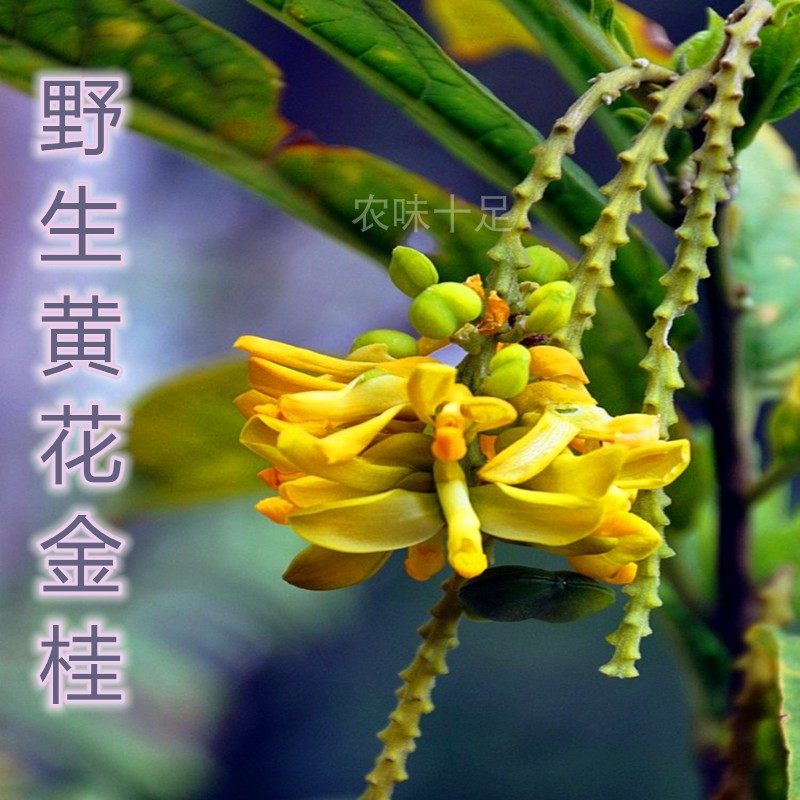 福建中草药材黄花倒水莲黄花金桂龟黄花大远志吊黄观音串全根包邮