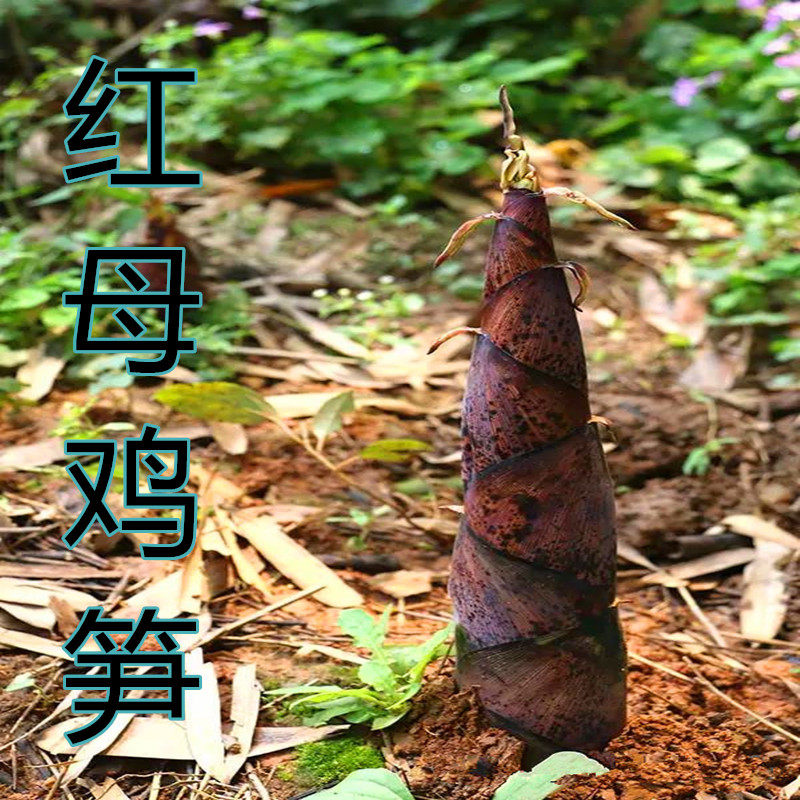 福建特产野生鲜甜石笋新鲜天然清水笋春笋尖嫩笋小竹笋煲汤3斤起