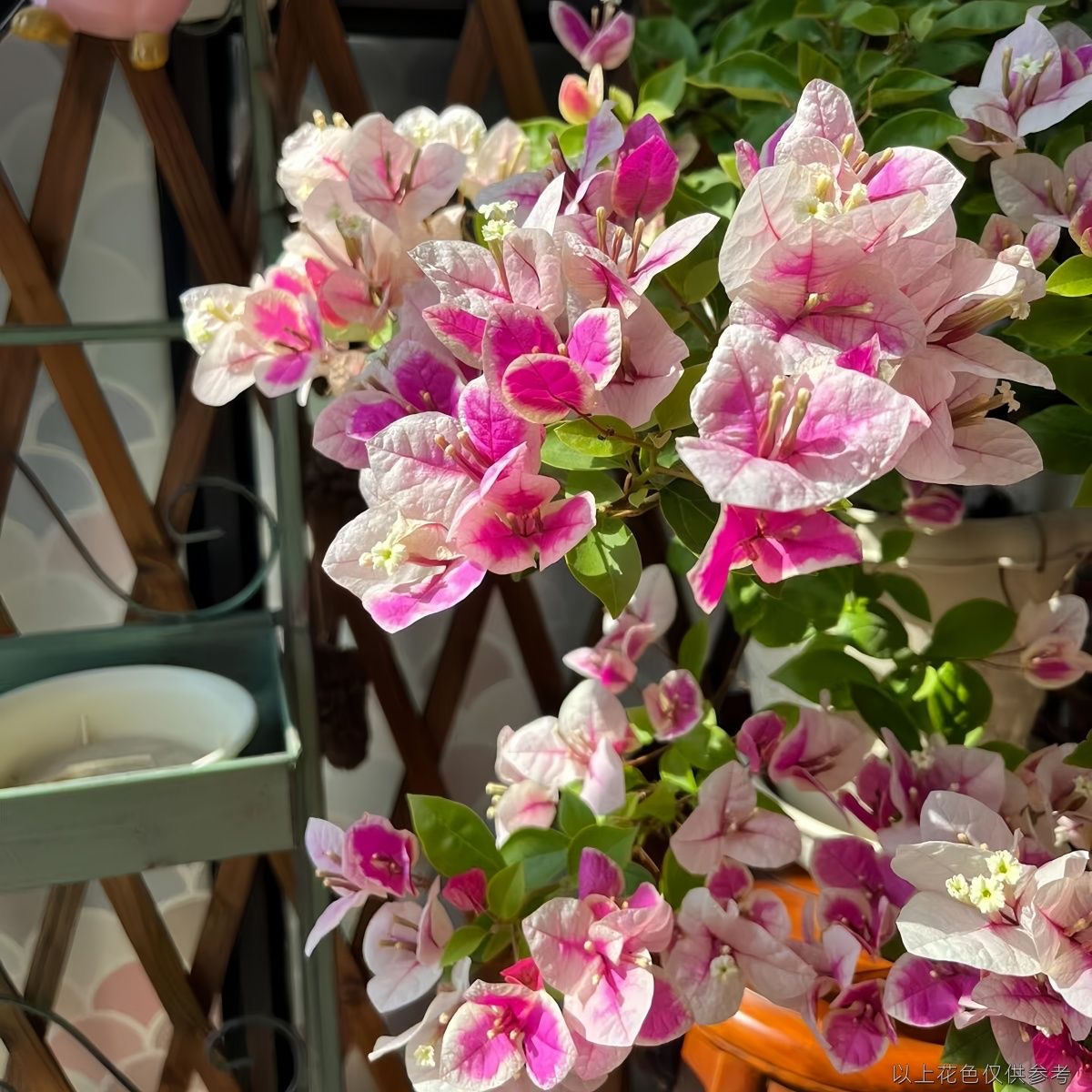 【漳红缨】新品种三角梅盆栽绿植爬藤庭院好养花卉四季开花老桩苗