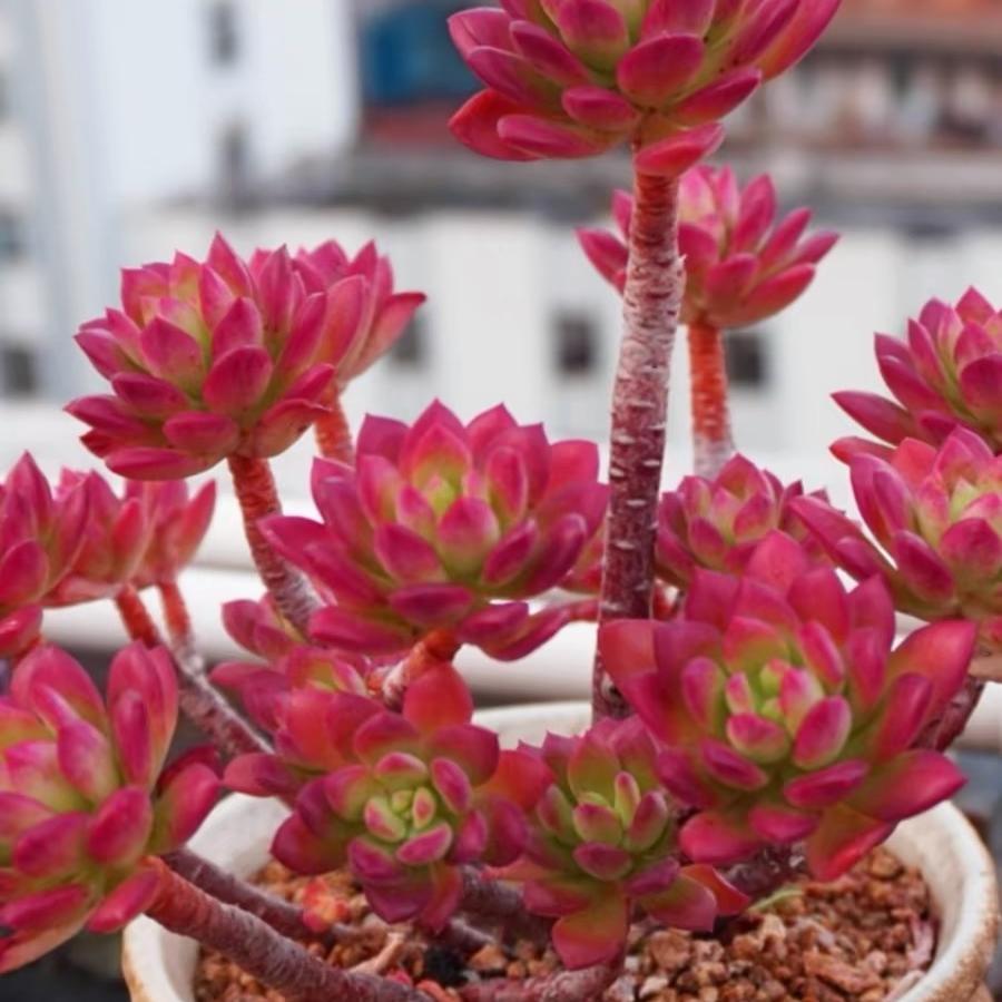 红稚莲老桩超大露养多肉植物新手好养办公室装饰盆栽组合肉肉植物