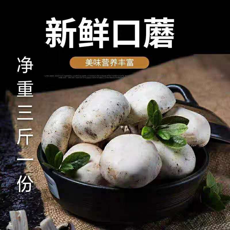 3斤新鲜口蘑双孢菇白蘑菇圆菇口菇食用菌菇烧烤蔬菜基地采摘直发