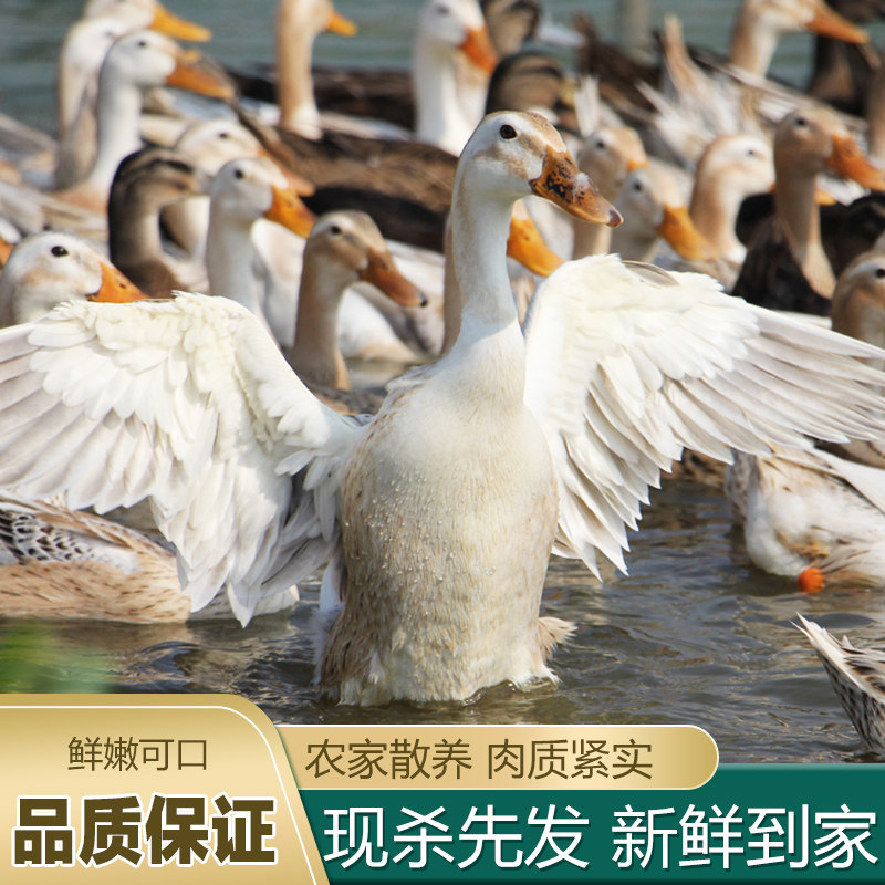 鸭子三年老鸭现杀新鲜洪湖老鸭水鸭农家散养老鸭汤土鸭麻鸭