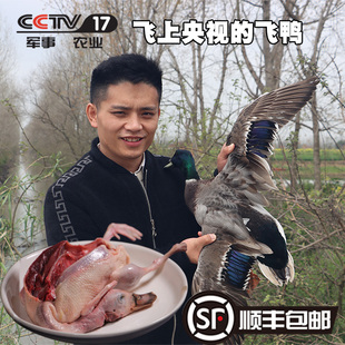 致富经贾飞专题报道洪湖绿头飞鸭湖区散养一只装无腥味老鸭子会飞