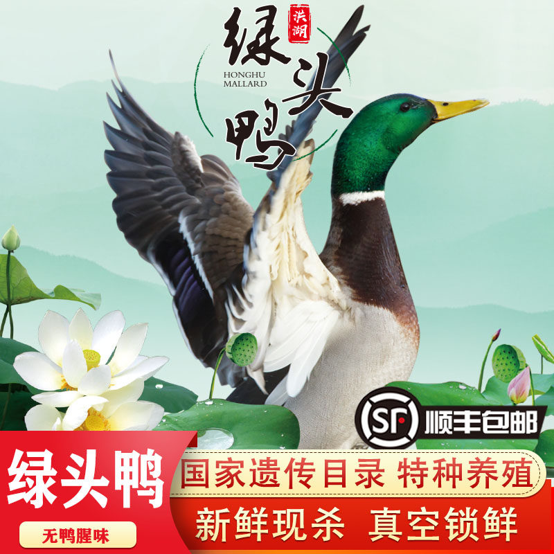 鸭洪湖绿头鸭会飞鸭子新鲜老鸭老母鸭麻鸭活体现杀冷冻特禽养殖