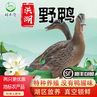 1.6斤两只嫩鸭净重整鸭洪湖飞鸭麻鸭新鲜散养公鸭土鸭绿头鸭