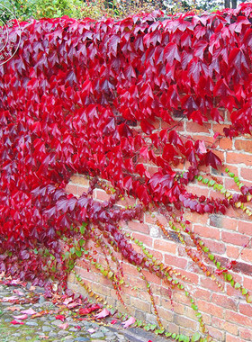 爬山虎树苗大苗三叶五叶地锦爬藤植物四季盆栽爬墙虎庭院攀援花卉