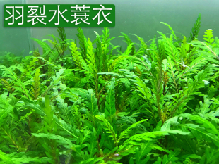 沉木阴性水草 雨裂水草 鱼缸中后景水草 羽裂水蓑衣