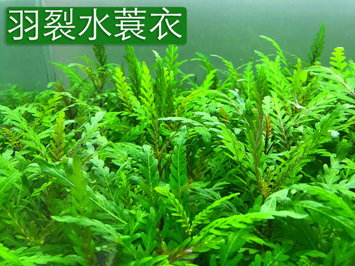 水下叶羽裂造景水草