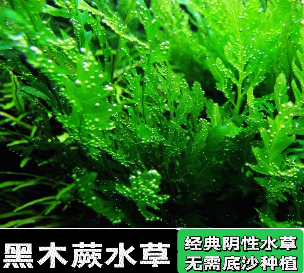 矮种黑木蕨黑木蕨水下叶阴性水草新手好养无需二氧化碳