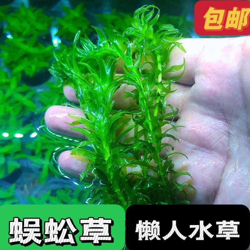 绿菊蜈蚣草淡水鱼缸造景阴性增氧净化水质后景草无需二氧化碳新手