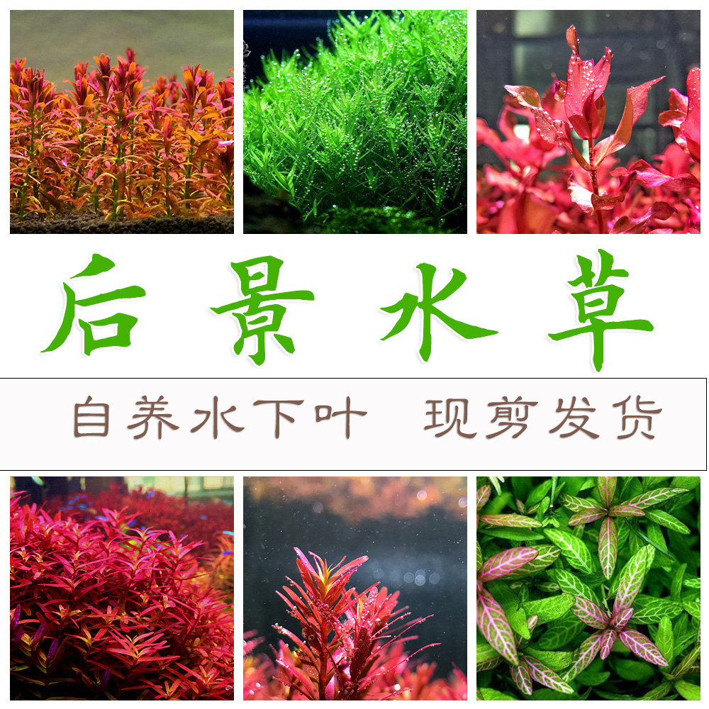 中景水草品牌精品汇聚 价格大全移动版 最宠网