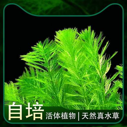 自养水下叶系列 绿羽毛水草 鱼缸造景后景草无需二氧化碳新手系列
