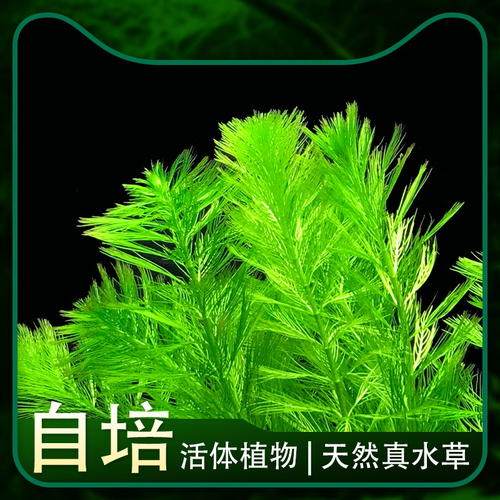 自养水下叶系列 绿羽毛水草 鱼缸造景后景草无需二氧化碳新手系列 - 封面