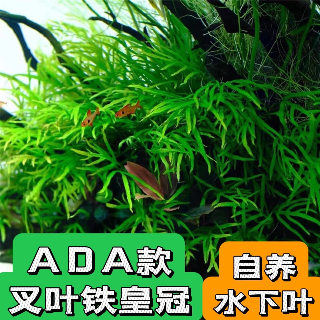 叉叶铁皇冠稀有自养水草