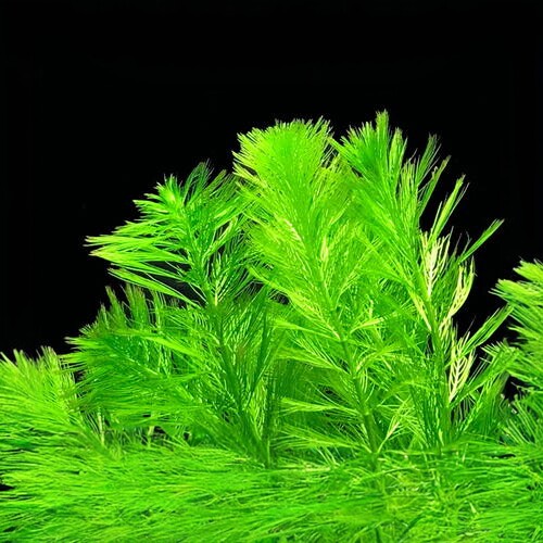 自养水下叶系列 绿羽毛水草 鱼缸造景后景草无需二氧化碳新手系列