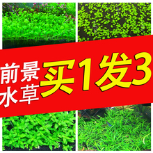 鱼缸前景草非种子莫斯活体水草趴地爬地矮珍珠挖耳牛毛迷你矮天湖
