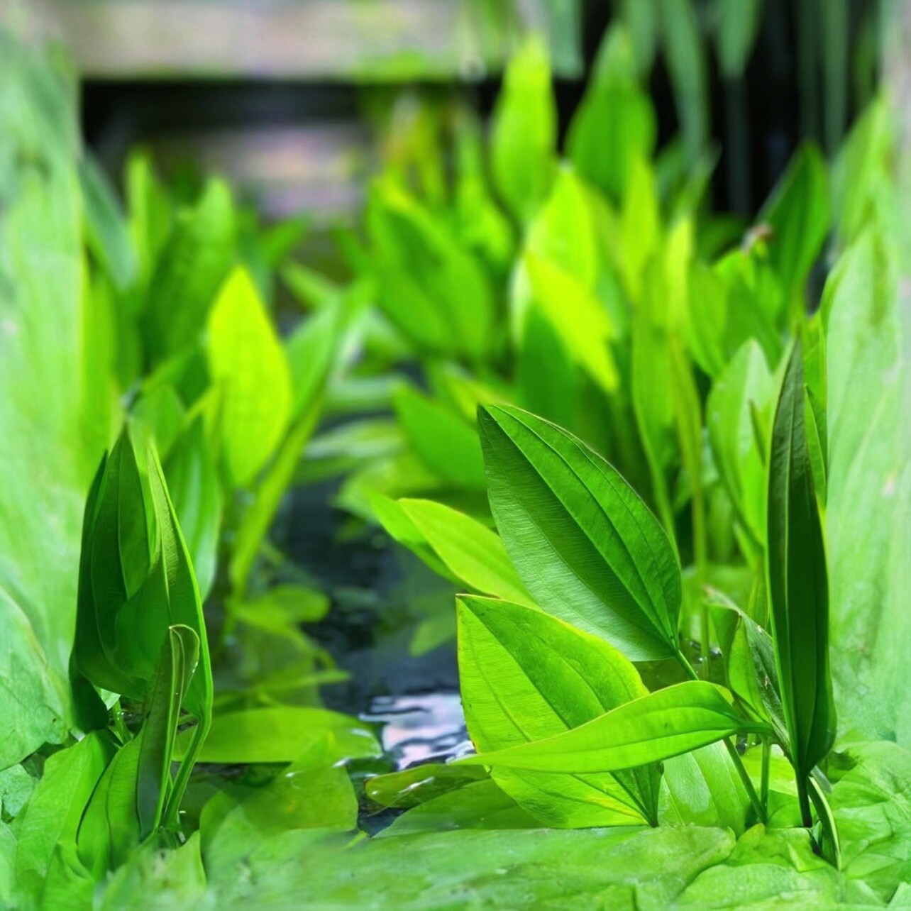 阿根廷皇冠水草植物后景ada
