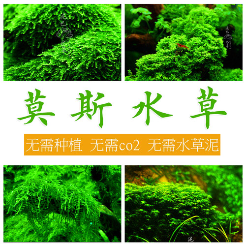 鹿角苔质量怎么样 鹿角苔口碑怎么样 小麦优选