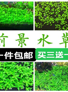 水下叶养殖前景水草合集