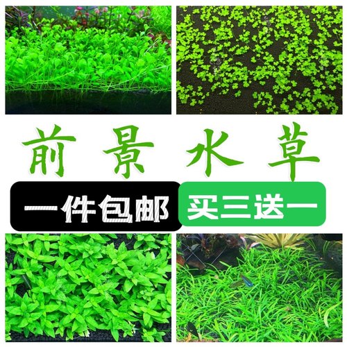 水下叶养殖前景水草合集