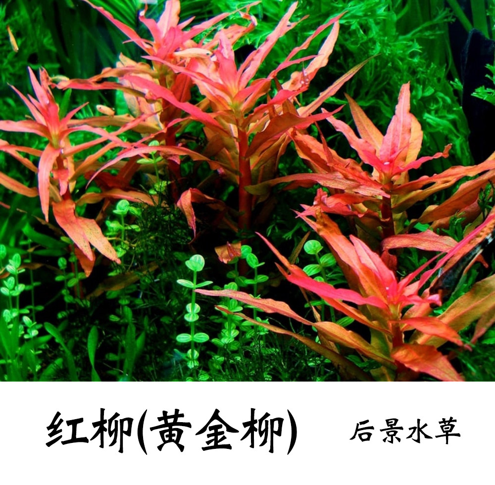 鱼缸造景后景草  红柳水草  红色水草