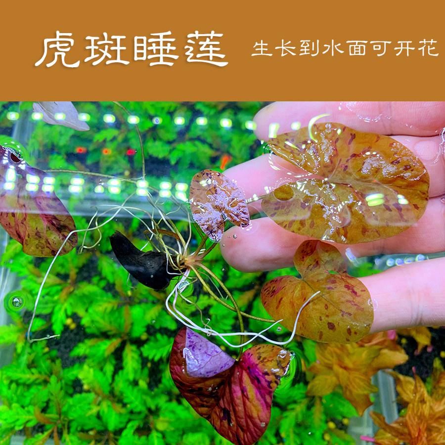 红虎斑睡莲 睡莲植物 水草缸养殖水草 中后景水草