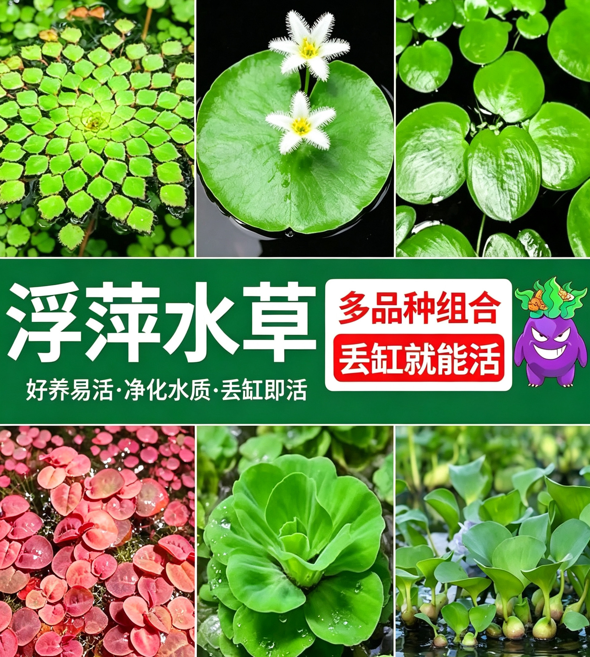 龟缸绿植龟缸造景浮萍水草古法养鱼原生缸净化水质水生植物