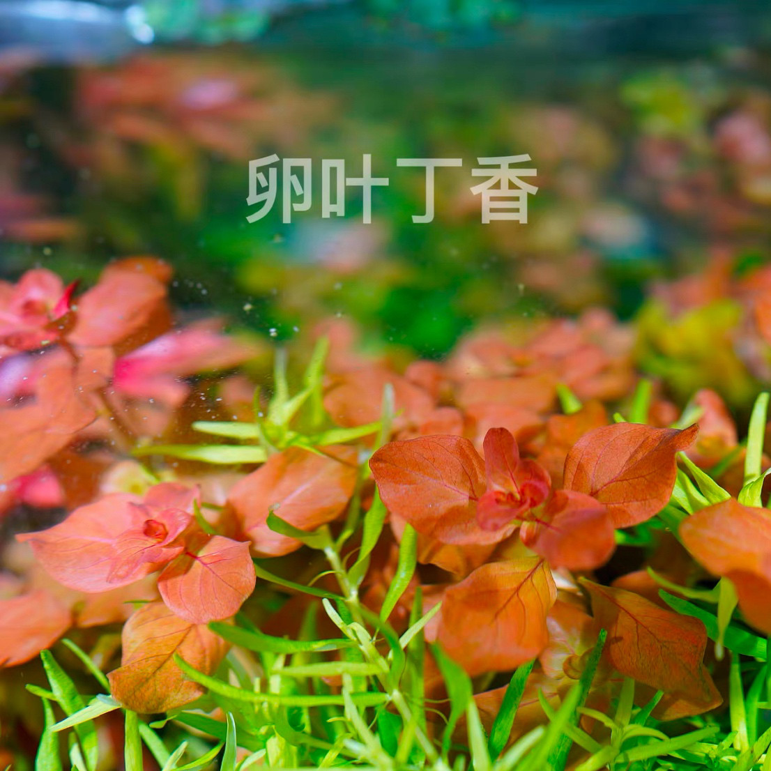 鱼缸造景水下叶卵叶丁香
