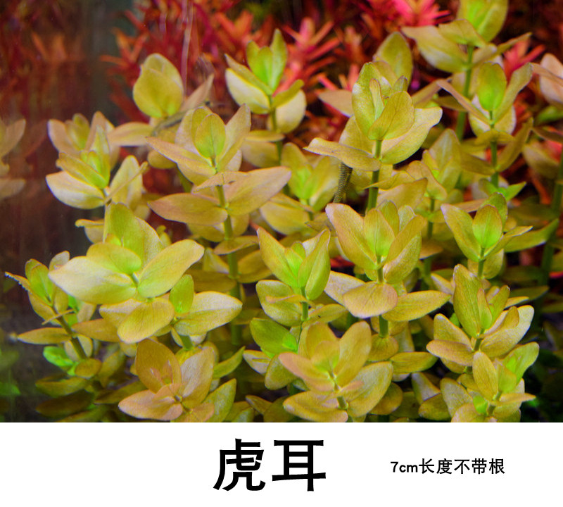 鱼缸造景水草虎耳粉红自养