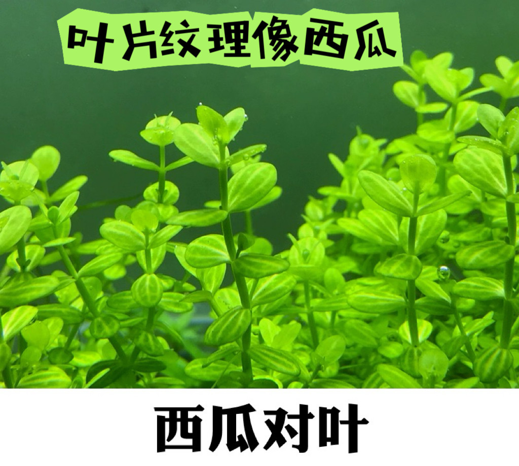 鱼缸造景中后景圆叶水草南美小圆叶紫红圆叶西瓜对叶自养水下叶