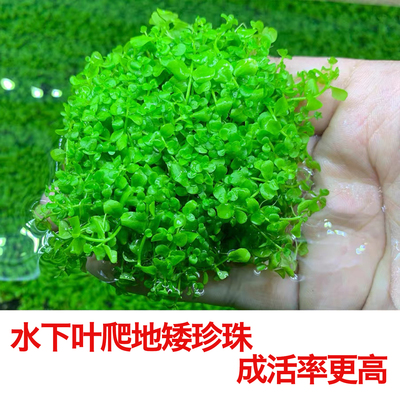 自养水下叶系列爬地矮珍珠