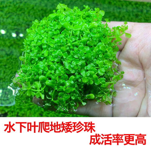 自养水下叶系列爬地矮珍珠
