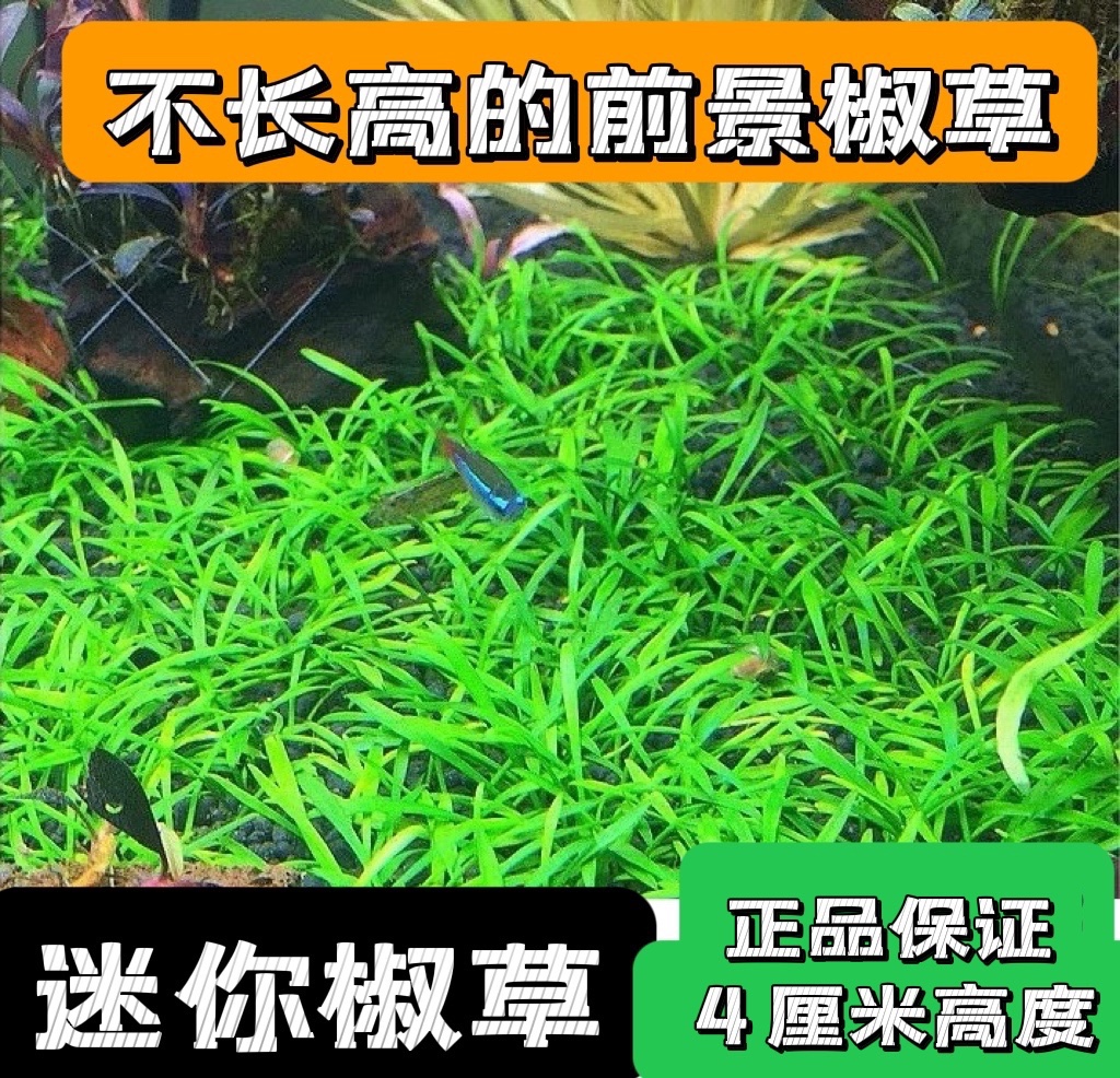 鱼缸造景前景活体水草前景 迷你椒草 迷你椒 可以蔓延成草皮